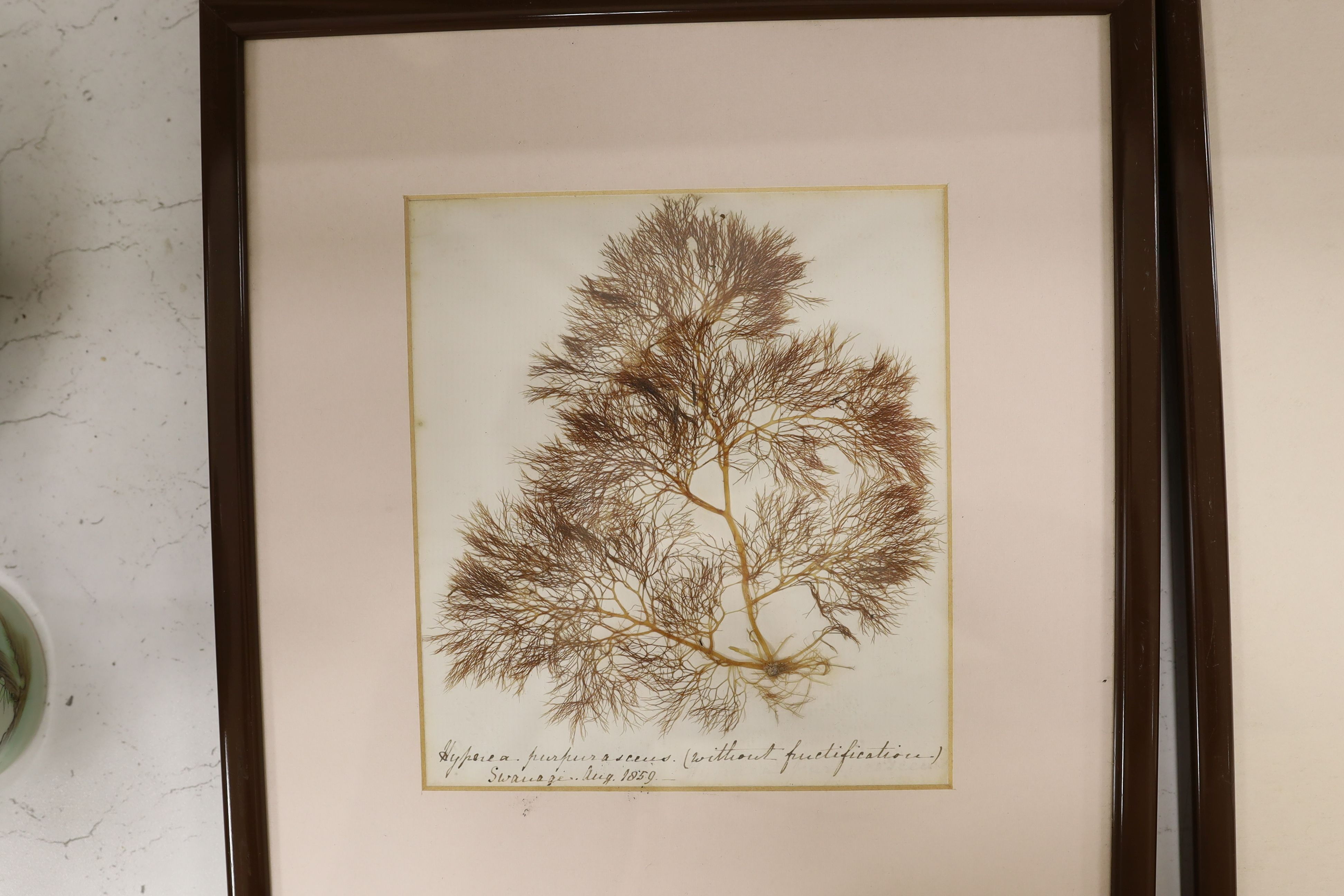 A collection of six mid 19th century framed and mounted marine botanical specimens